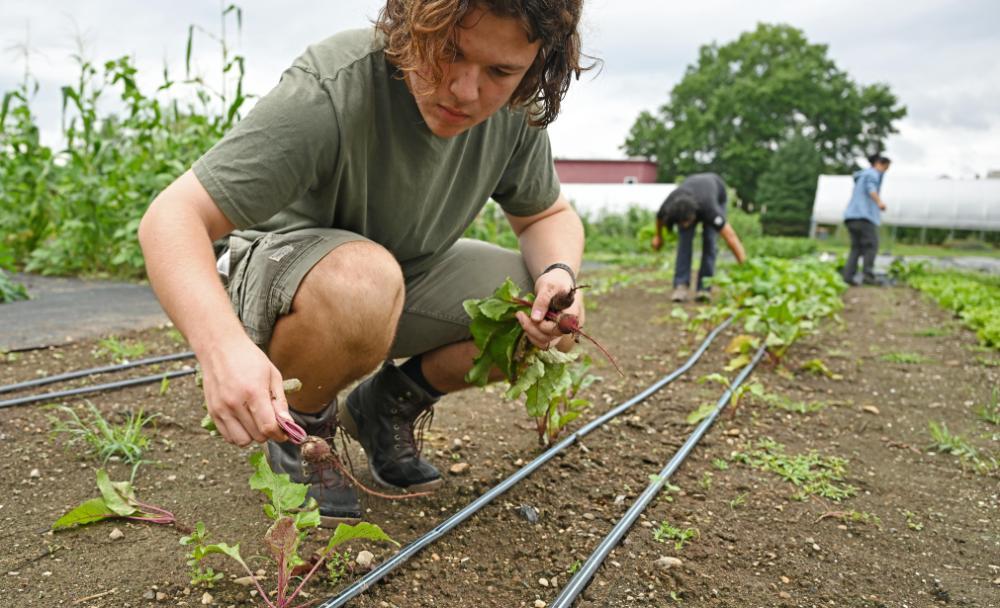 Students harvesting baby beets in the Sprout Garden