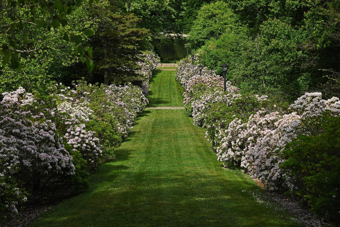 Arboretum main walkway in full bloom