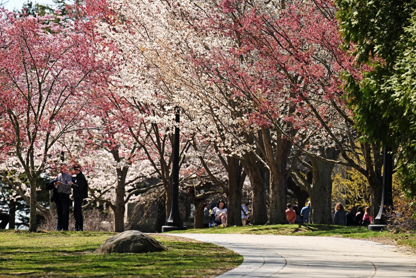 Cherry blossoms outside Shain Library