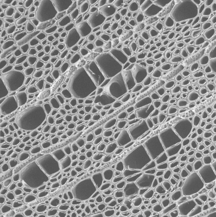 Abnormal clusters of vessels in the model tree Populus magnified 250 times using the scanning electron microscope Conn is buying with the NSF grant money. The sample came from Associate Professor of Botany Rachel Spicer's research.