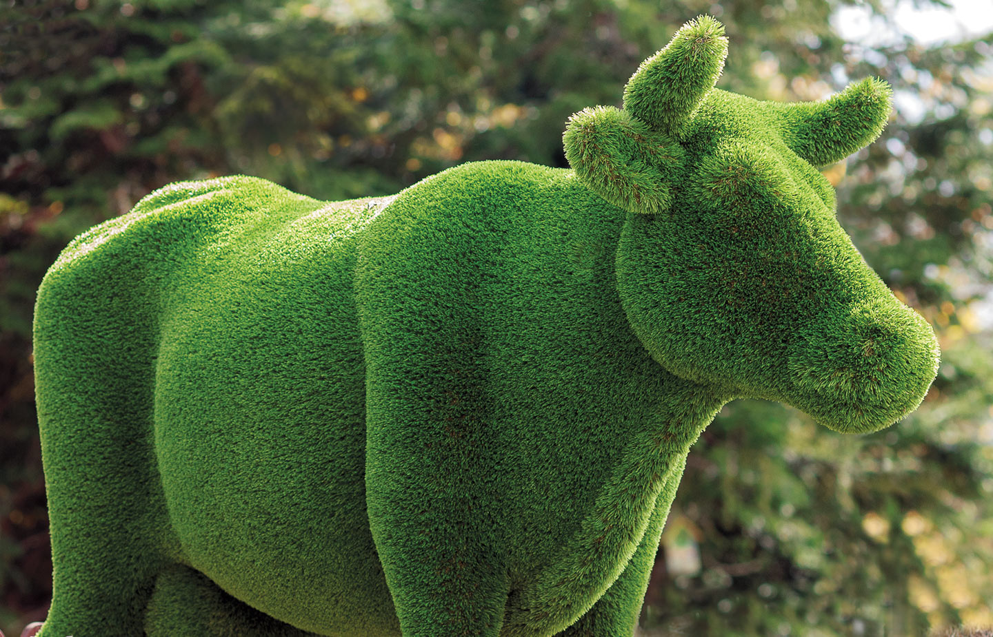 Image of topiary cow