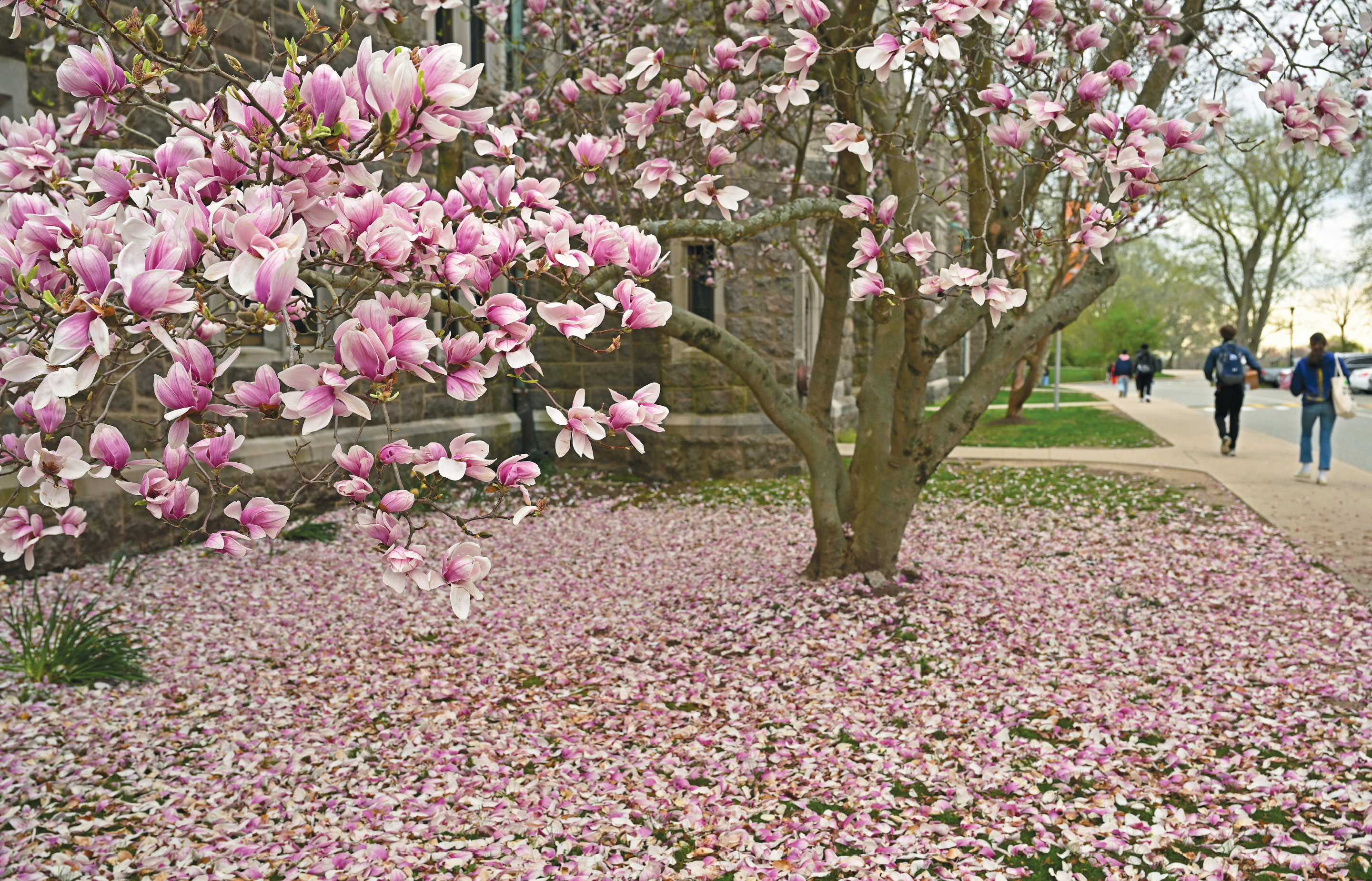 Image of tulip tree blossoming on campus