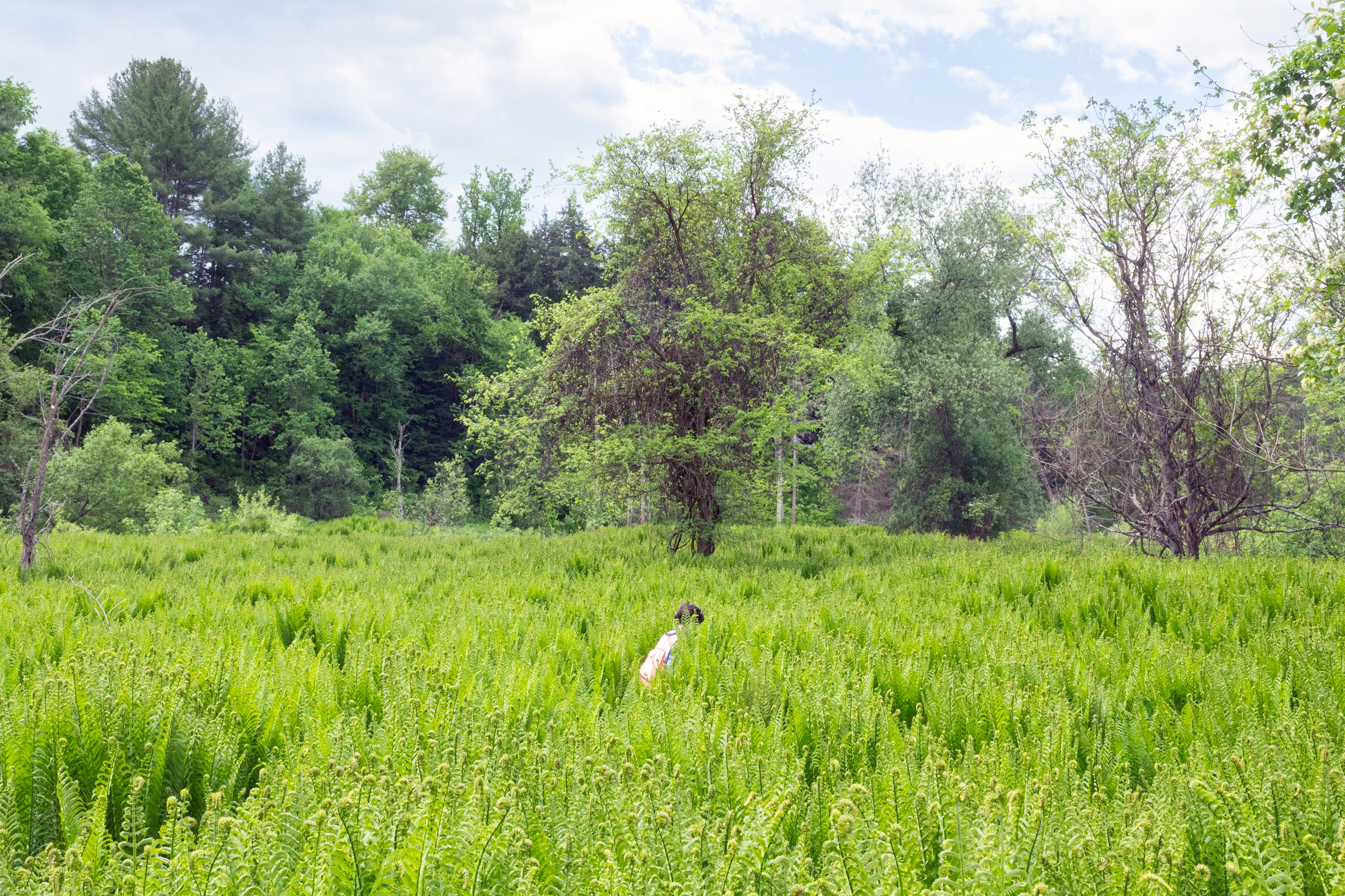 Vermont State Botanist Grace Glynn ’14 surveys A false mermaid-weed habitat