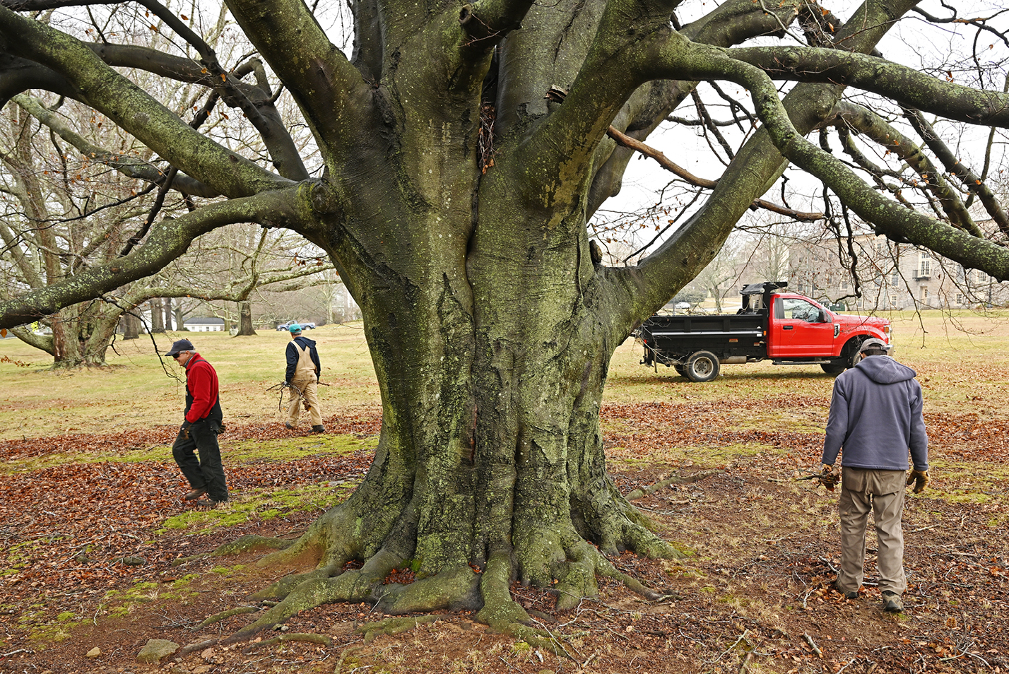 Connecticut College groundskeepers Tom Nazarko, Joe Serwinski and Kevin Marshall clean up fallen twigs and branches under a beech tree on Harkness Green.