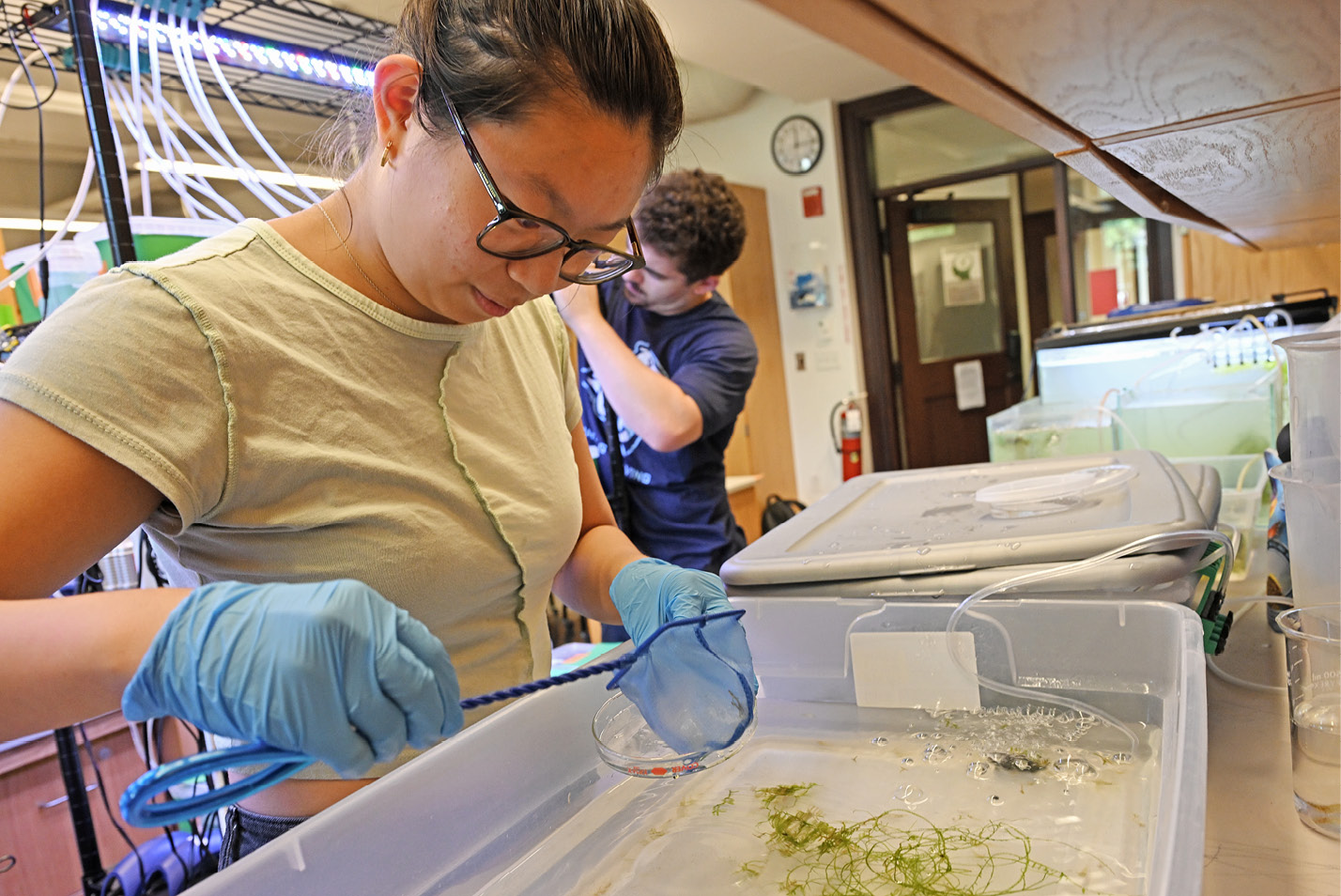 Summer science students study ghost shrimp in a lab