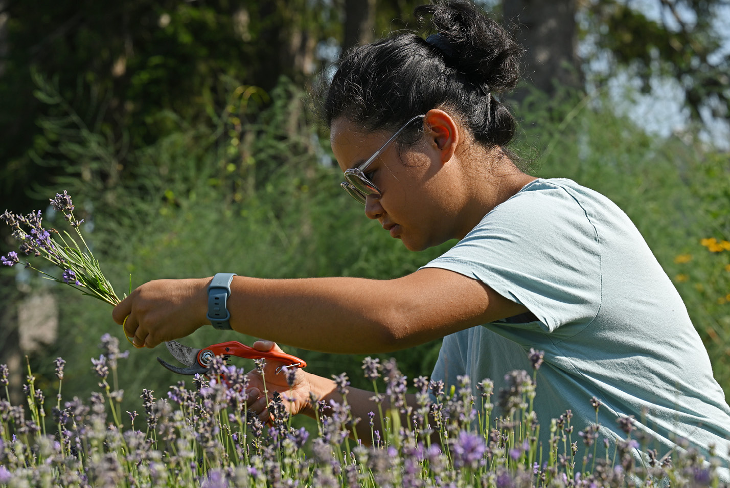A student harvests lavender in the Sprout garden