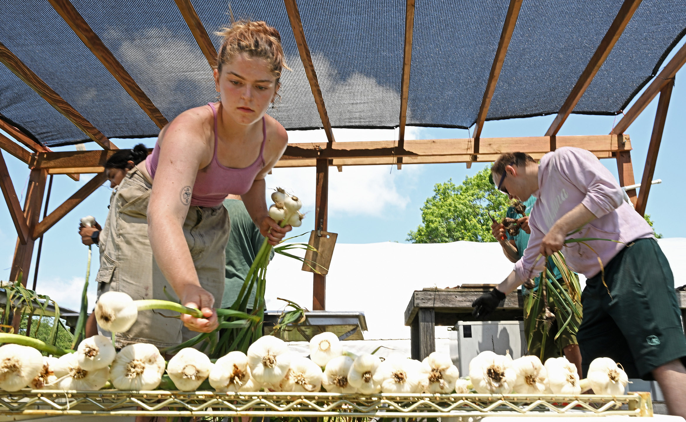 Students harvest garlic in the Sprout garden
