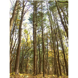 Pioneering conservationist Richard Goodwin planted this stand of white pines in the Arboretum in the 1940s. 