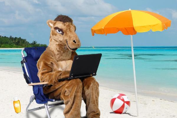 Camel studying on a beach