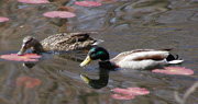 Mallard Ducks in the water.