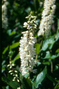 Clethraz Alnifolia Flower
